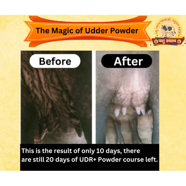 UDR + Powder - Image 3