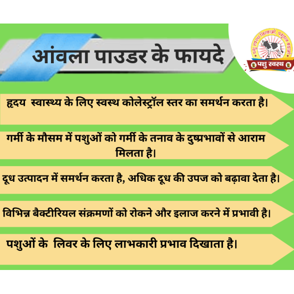 Amla Powder - Image 4